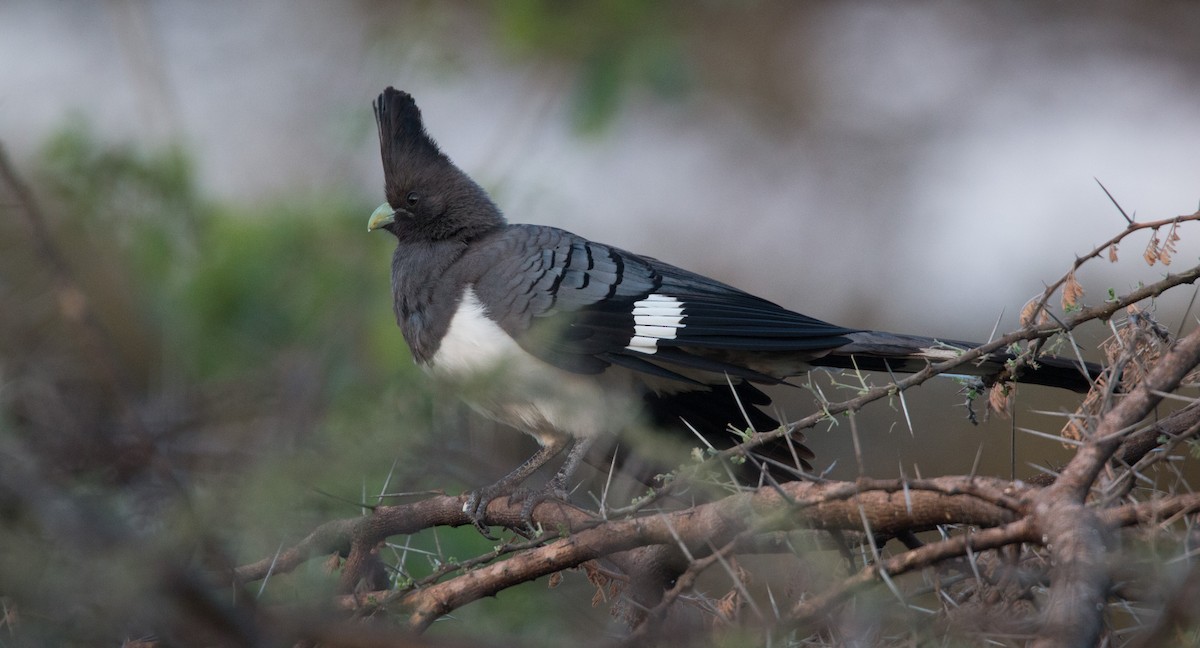 White-bellied Go-away-bird - ML33585551