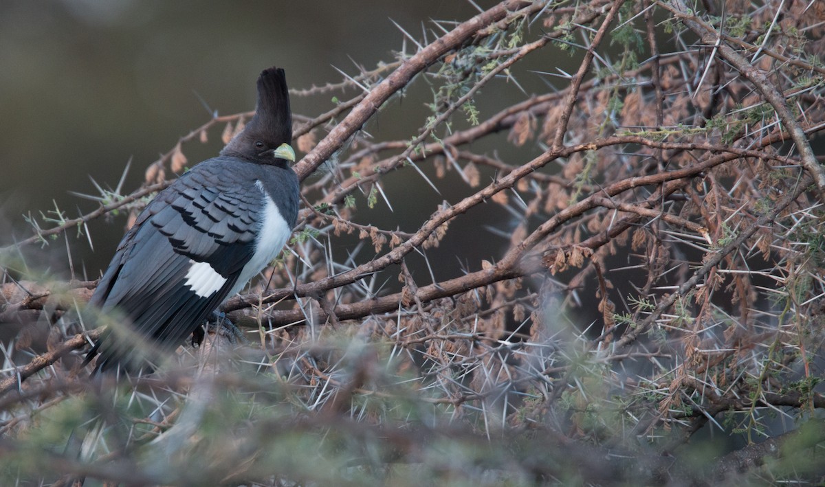 White-bellied Go-away-bird - ML33585561