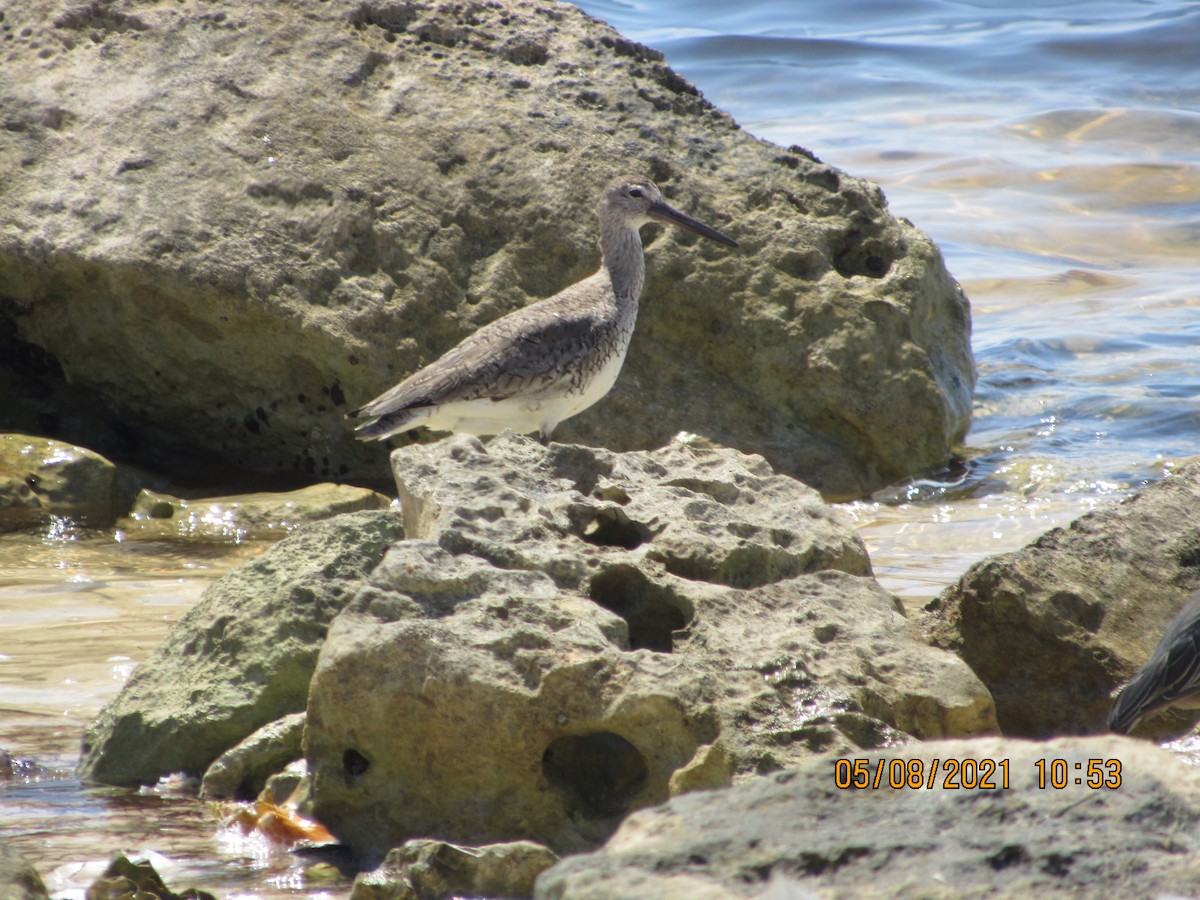 Willet - ML335855781