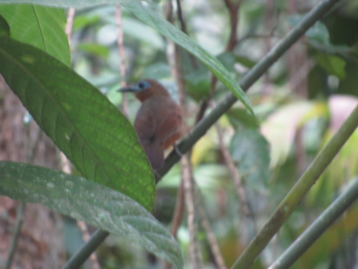 Bare-crowned Antbird - ML335855851