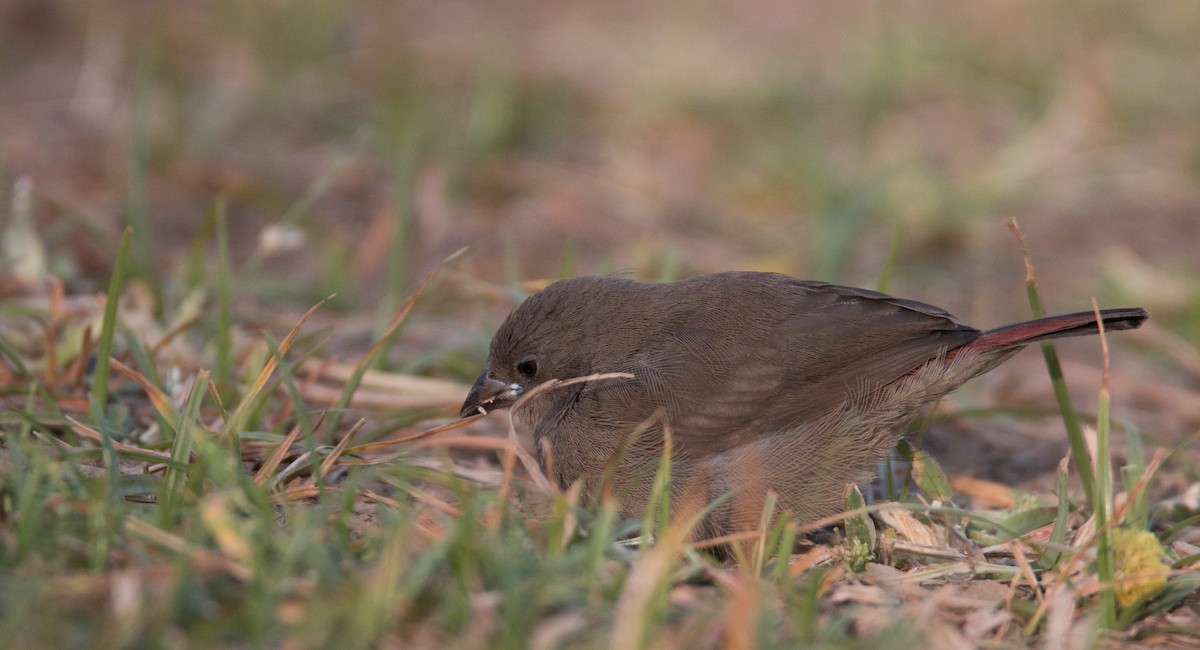 Red-billed Firefinch - Ian Davies