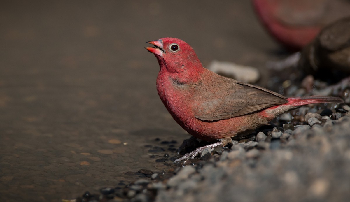 Red-billed Firefinch - ML33585661