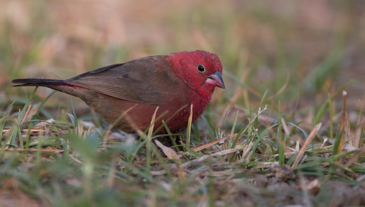 Red-billed Firefinch - ML33585671