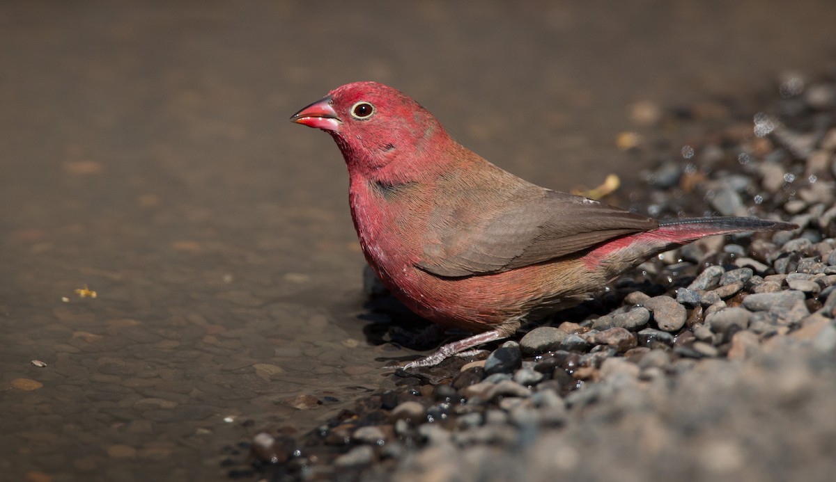 Red-billed Firefinch - ML33585681