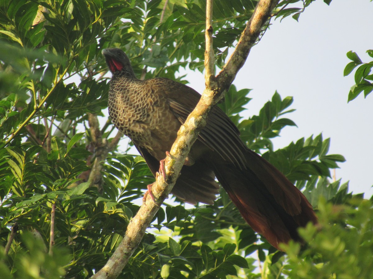 Colombian Chachalaca - ML335856851