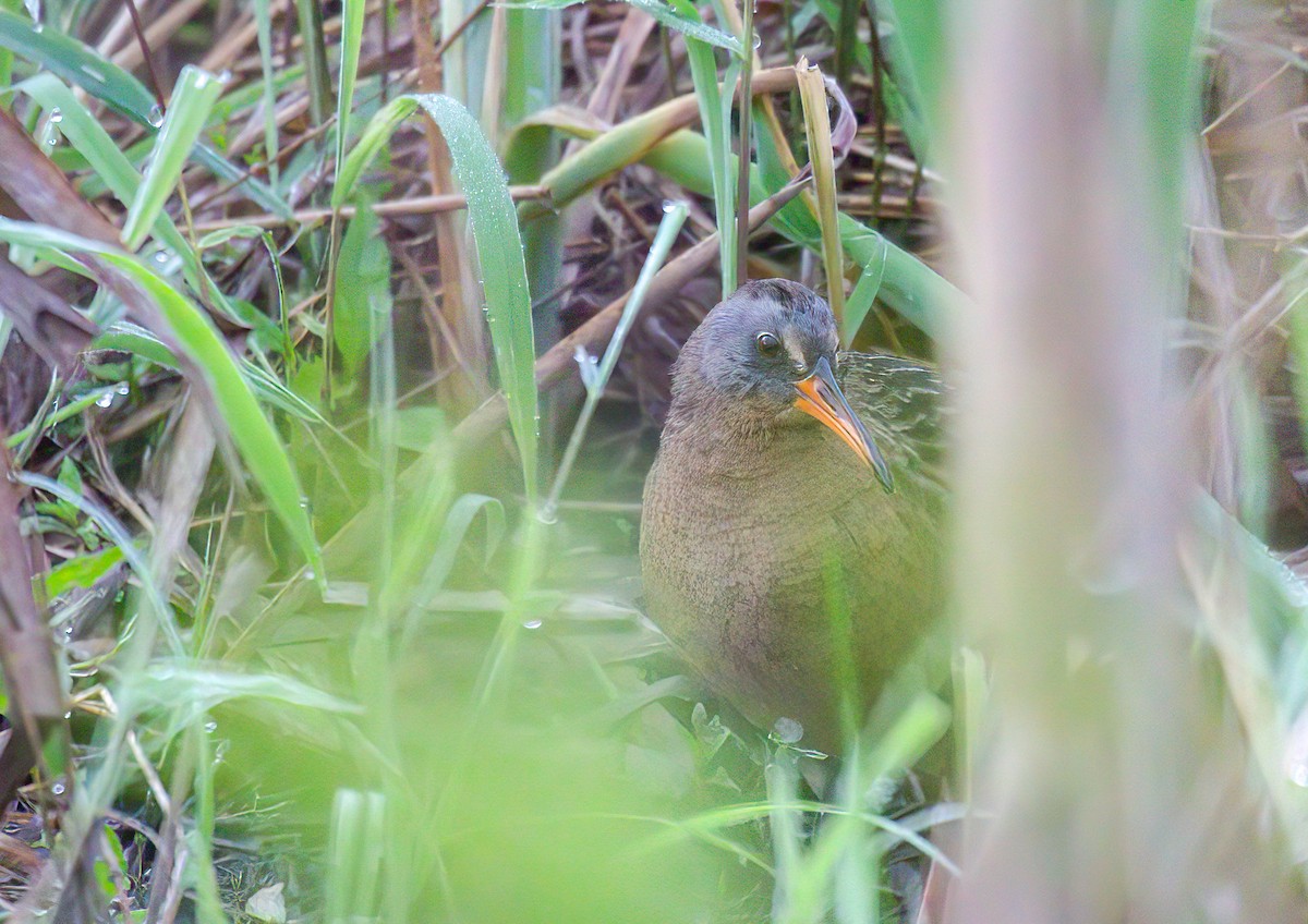 Virginia Rail - ML335857701