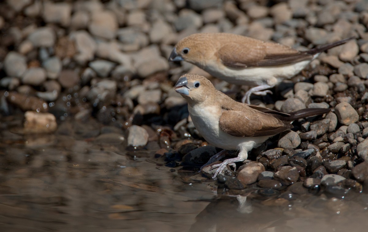 African Silverbill - Ian Davies