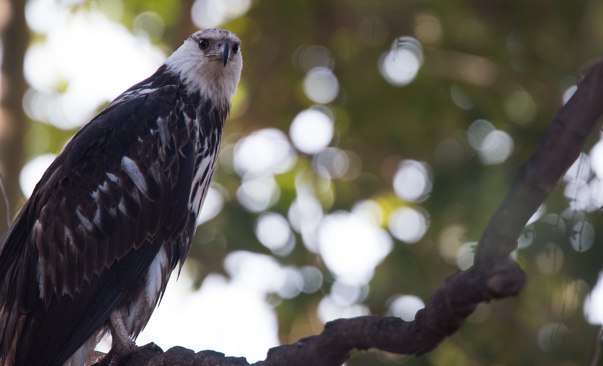 African Fish-Eagle - ML33585791