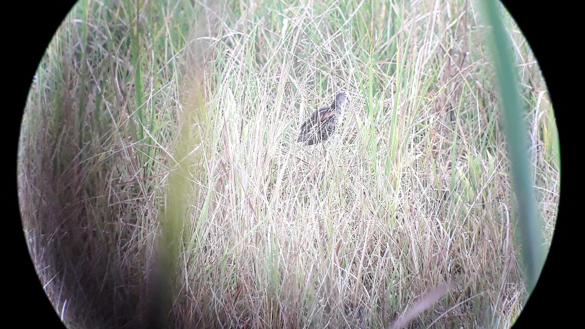 Yellow-breasted Crake - ML335858151