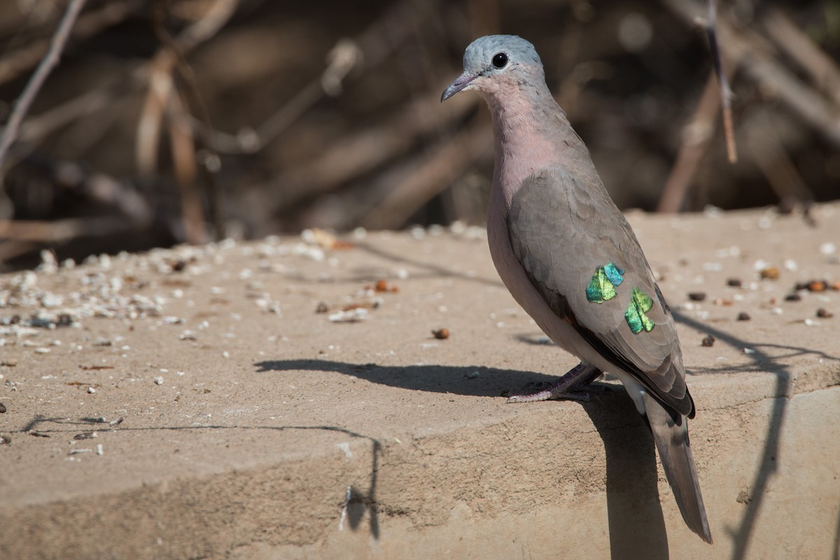 Emerald-spotted Wood-Dove - Ian Davies