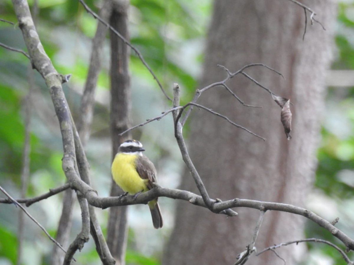 Rusty-margined/Social Flycatcher - Andrés Olmos Sánchez