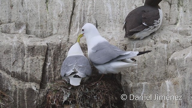 Black-legged Kittiwake - ML335858561