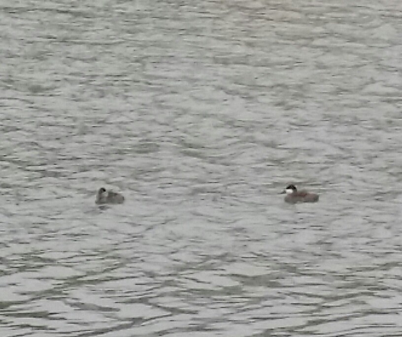 Ruddy Duck - ML33585871