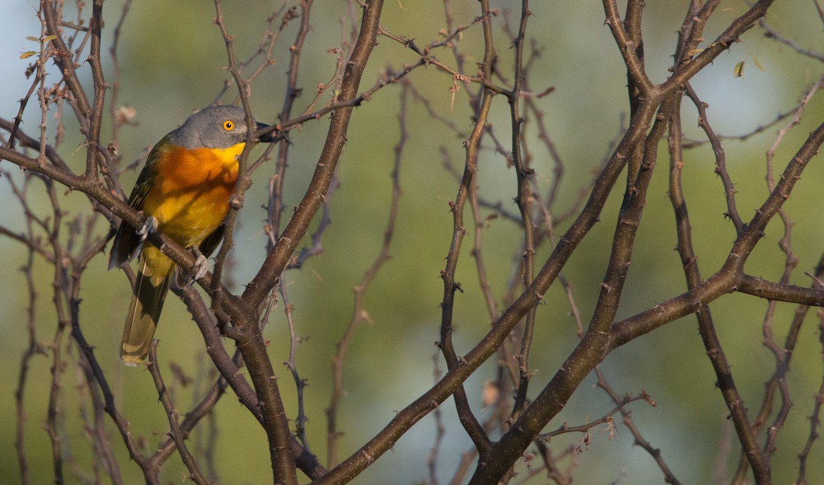 Gray-headed Bushshrike - ML33585891