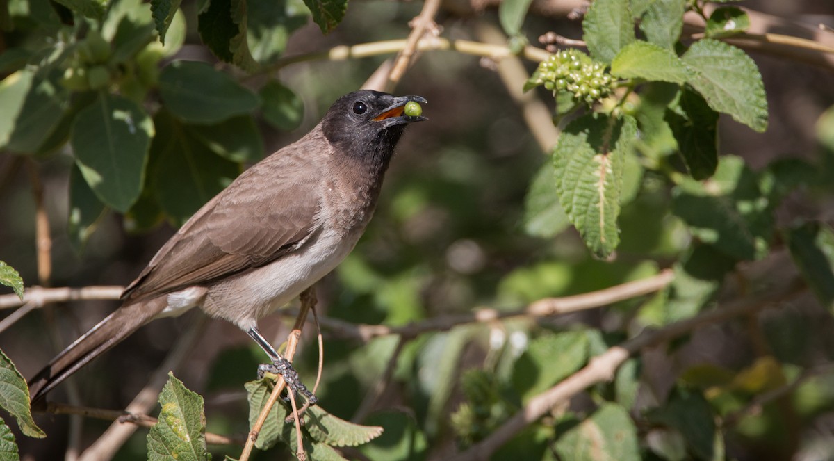 Common Bulbul - ML33585911