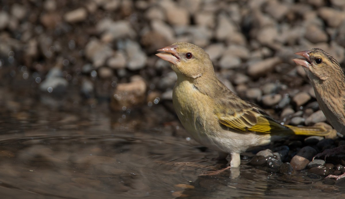 Rüppell's Weaver - ML33585971