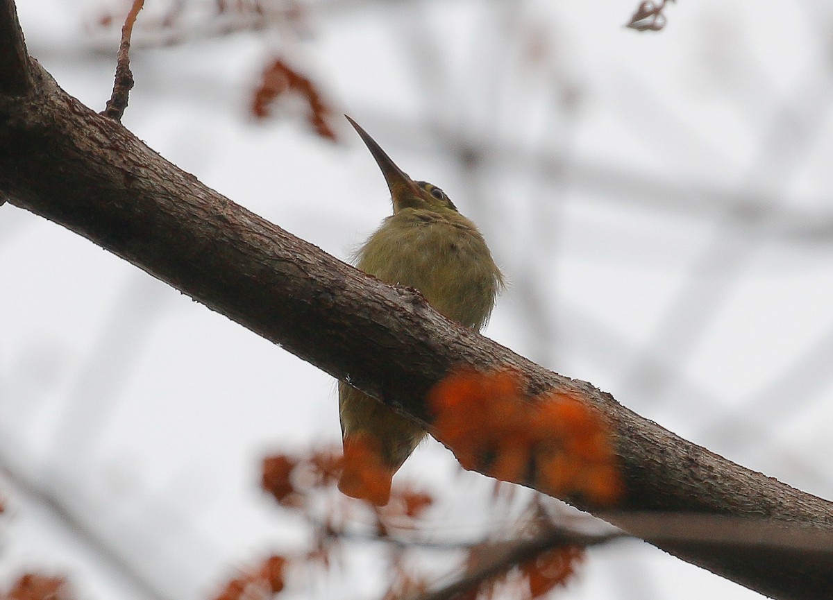 Spectacled Spiderhunter - Neoh Hor Kee