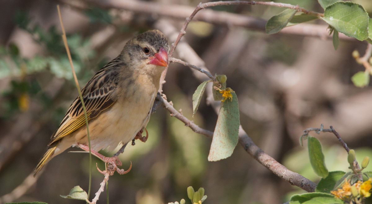 Red-billed Quelea - ML33586011