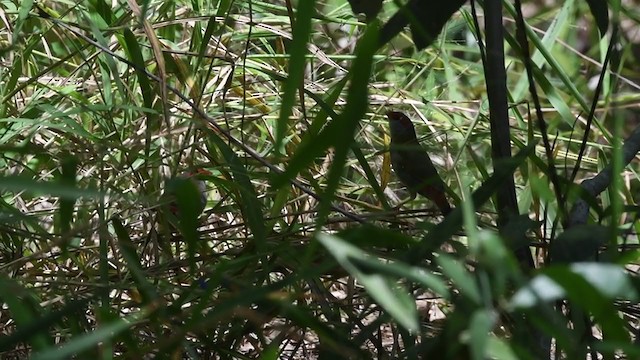 Red-browed Firetail - ML335860211