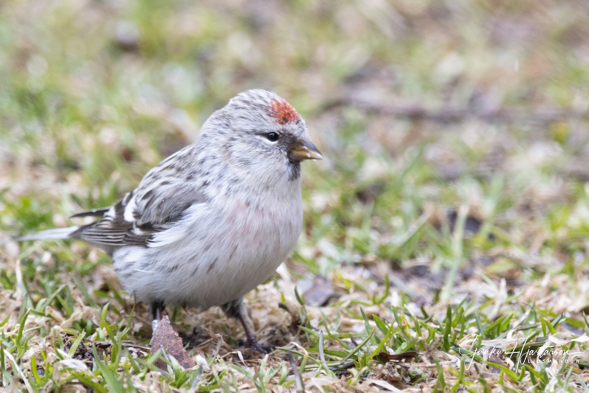 Hoary Redpoll (exilipes) - ML335861441