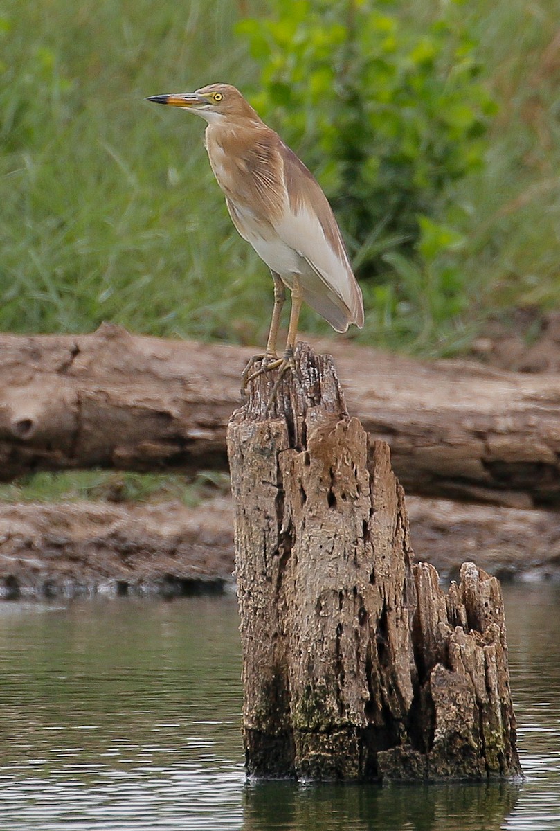 Indian Pond-Heron - ML335861681