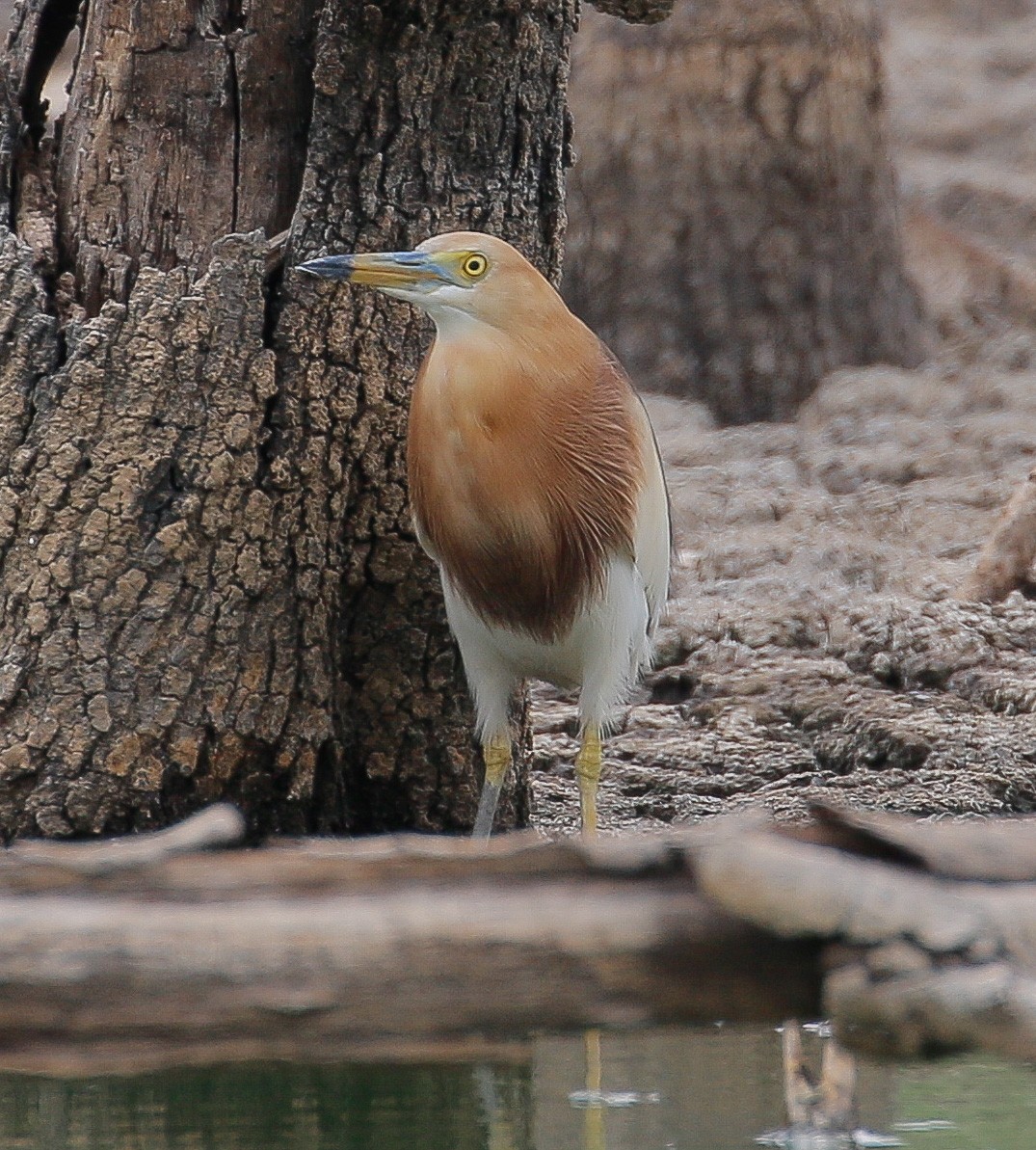 Javan Pond-Heron - ML335861811