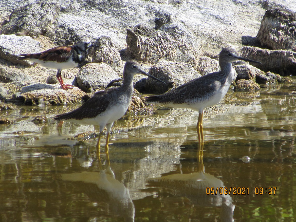 Ruddy Turnstone - ML335863291