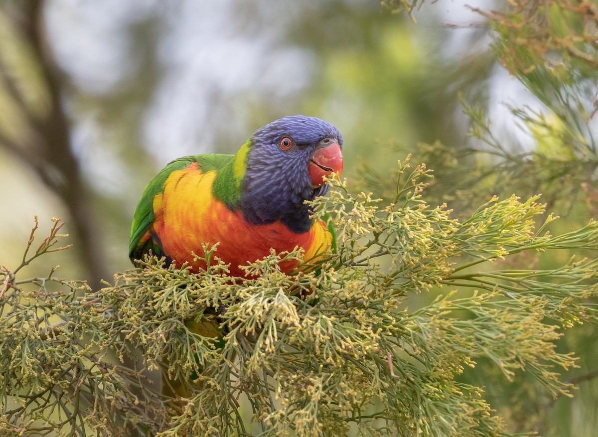 Rainbow Lorikeet - ML335863421