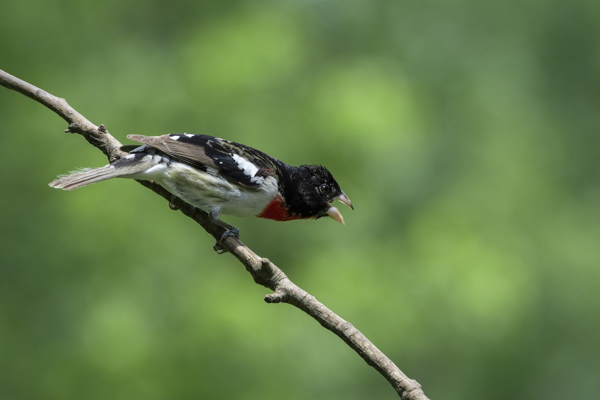 Rose-breasted Grosbeak - ML335864111