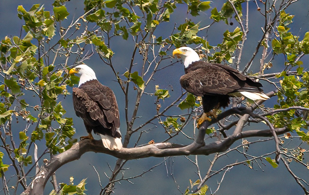 Bald Eagle - ML335864291