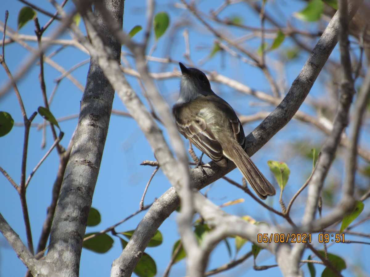 La Sagra's Flycatcher - ML335864331