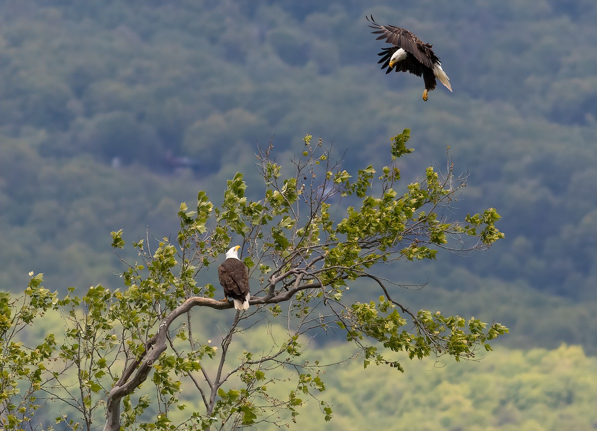 Bald Eagle - ML335864651