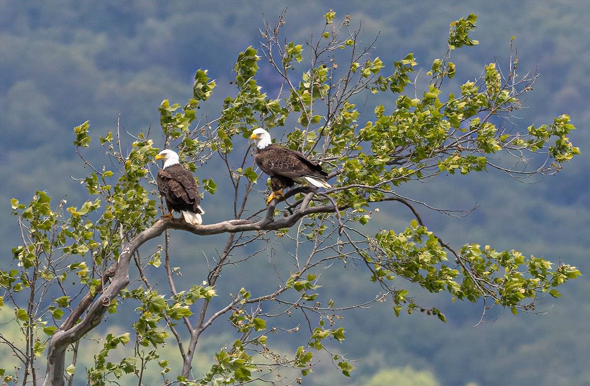 Bald Eagle - ML335864811