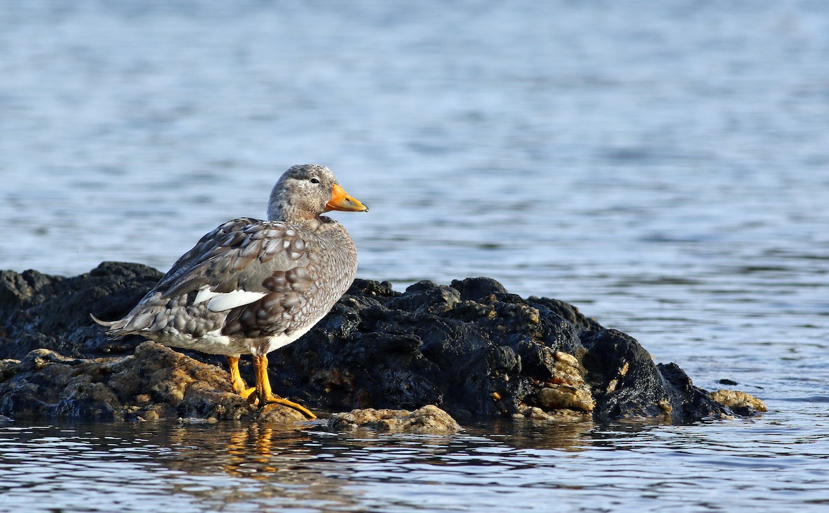 Flightless Steamer-Duck - ML33586491