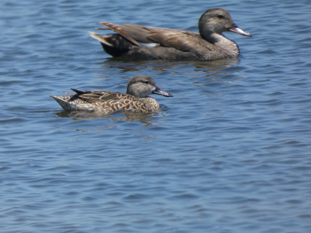 Canard chipeau - ML335869021