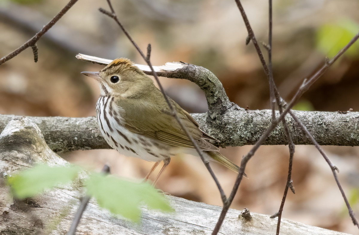 Ovenbird - Kalpesh Krishna