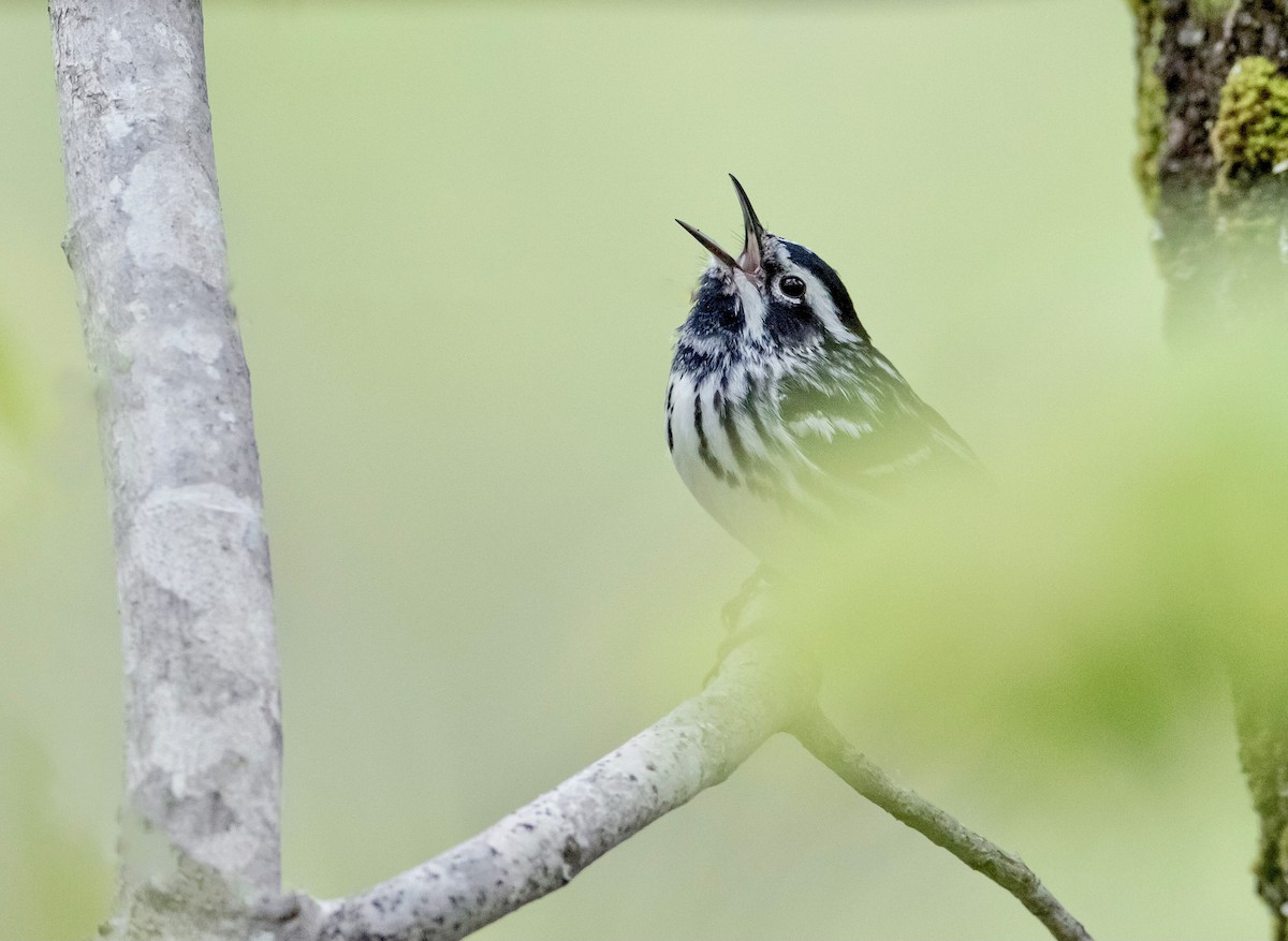 Black-and-white Warbler - ML335870781