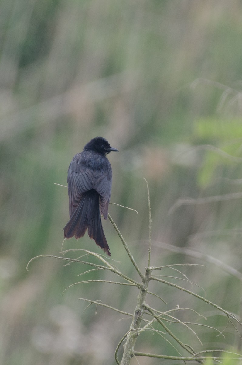 Black Drongo - ely what