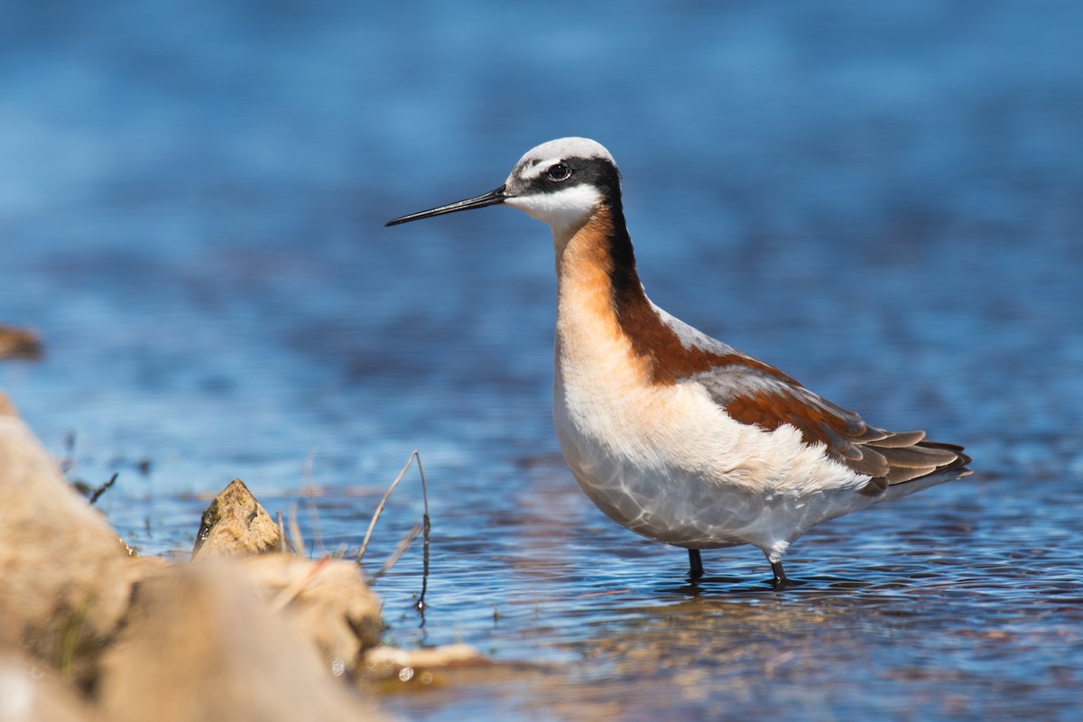 Wilson's Phalarope - Ian Hearn