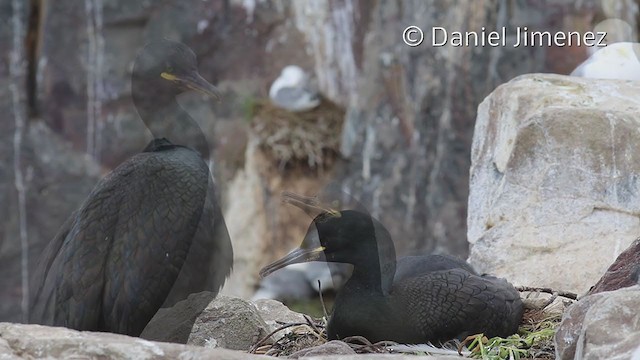 Cormorán Moñudo - ML335872451