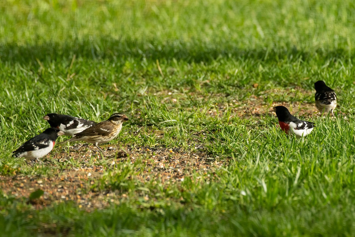 Rose-breasted Grosbeak - ML335872911