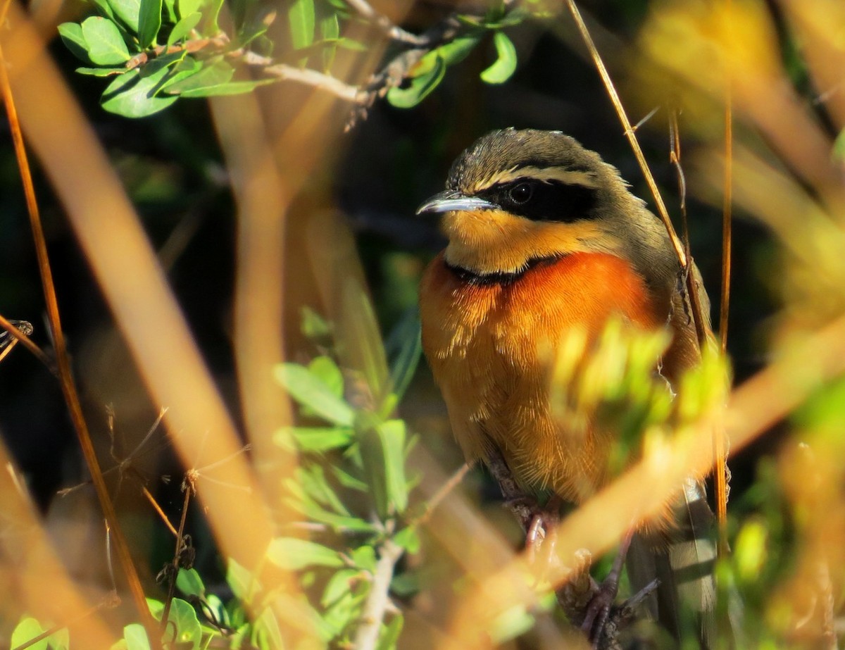 Olive-crowned Crescentchest - ML335874141