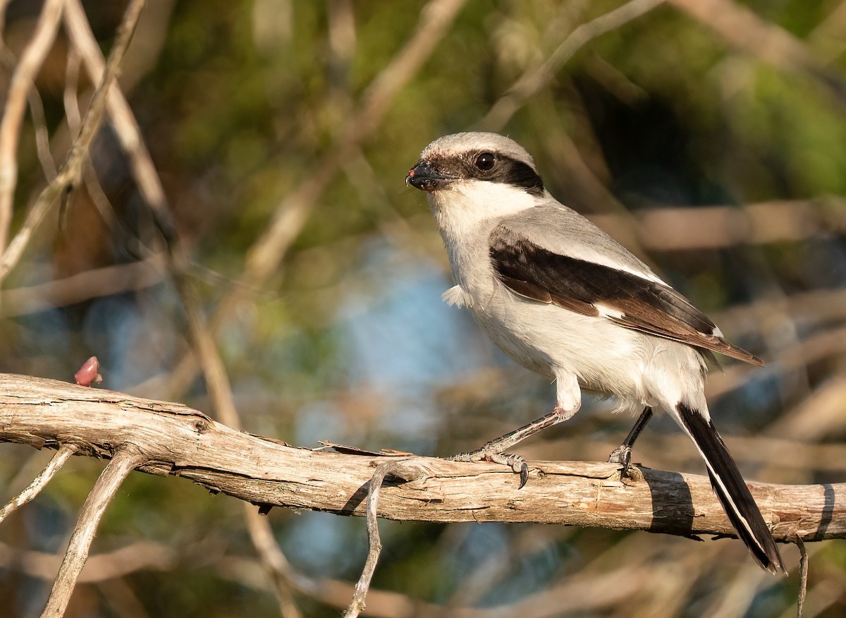 Loggerhead Shrike - ML335874801