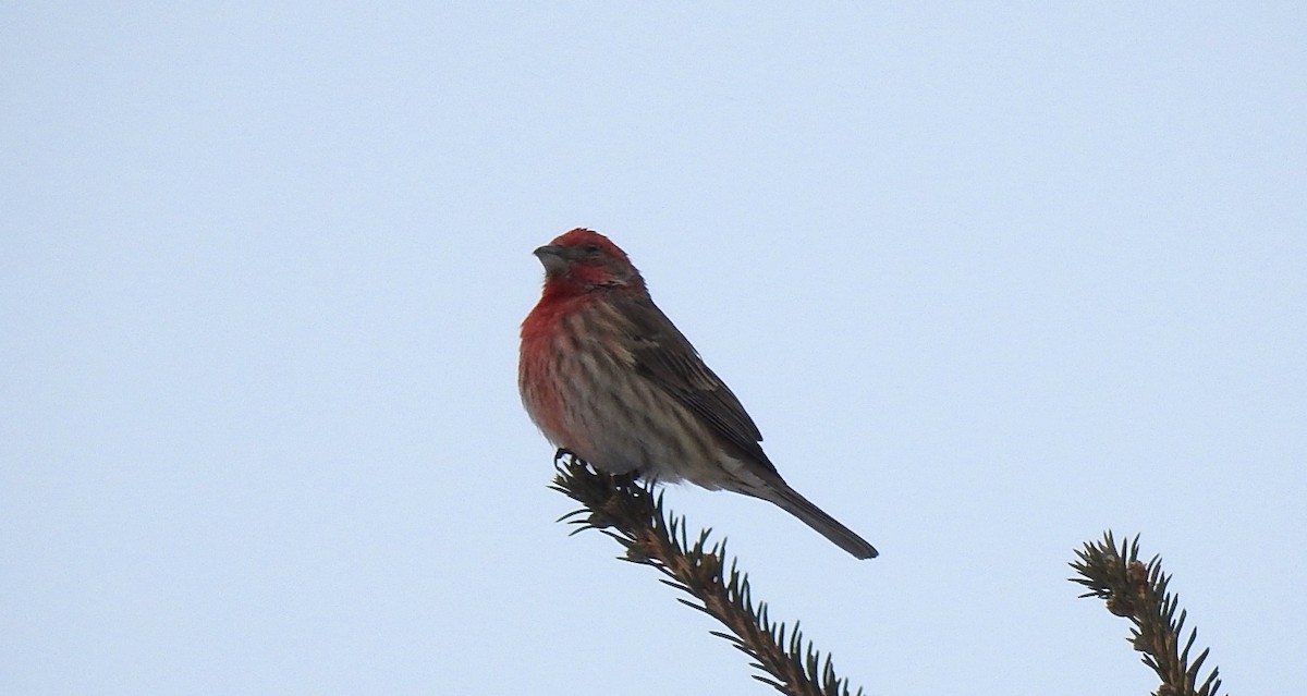 House Finch - ML335874951