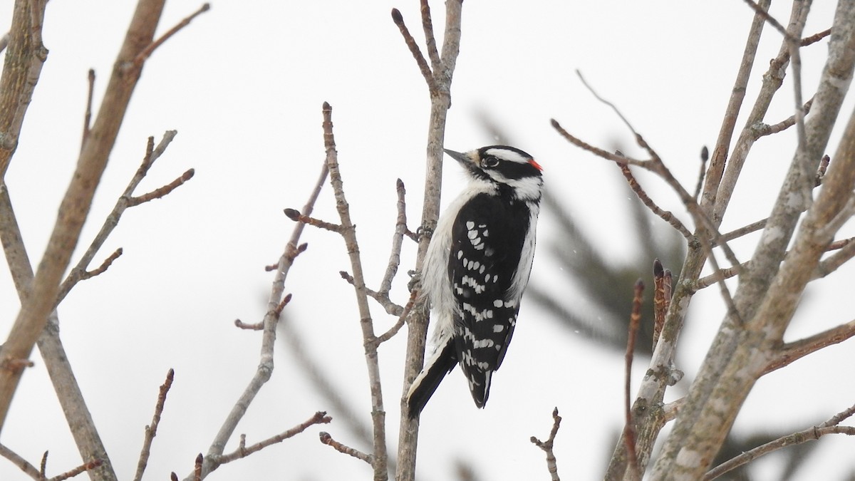 Downy Woodpecker - ML335875081