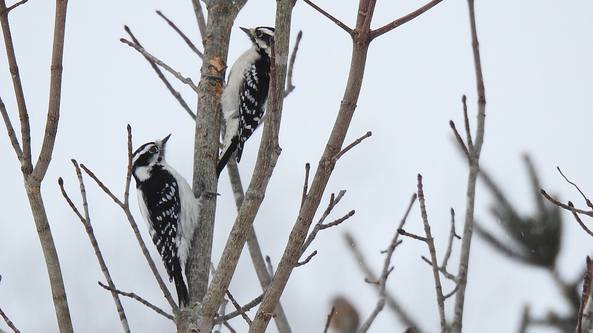 Downy Woodpecker - ML335875201