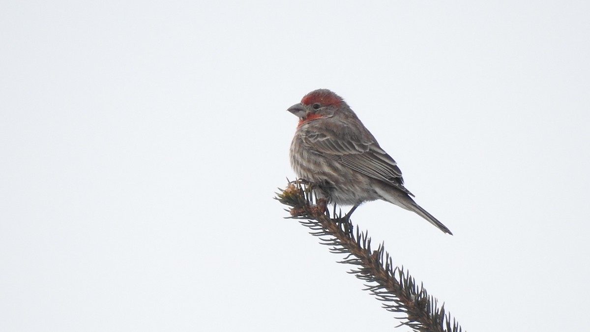 House Finch - ML335875271