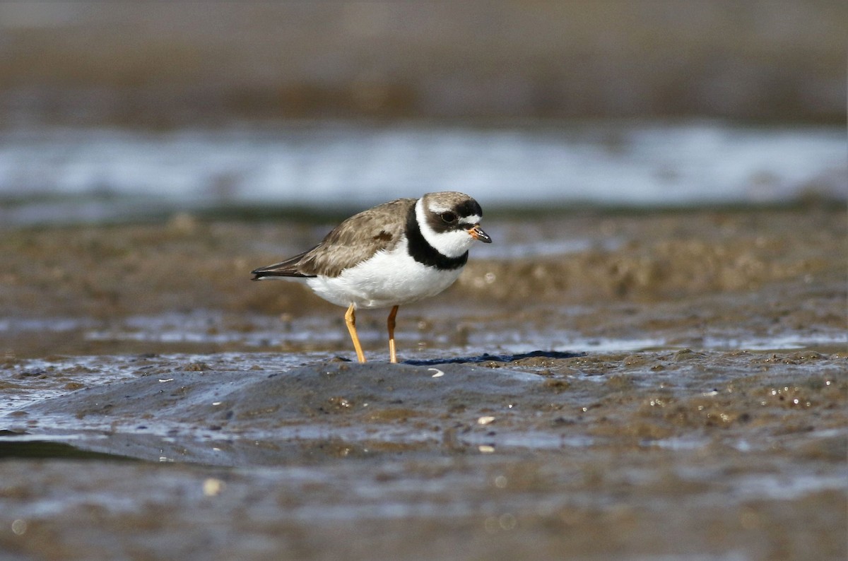 Semipalmated Plover - Keith Lowe
