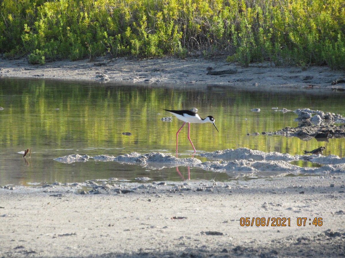 Black-necked Stilt - ML335876261