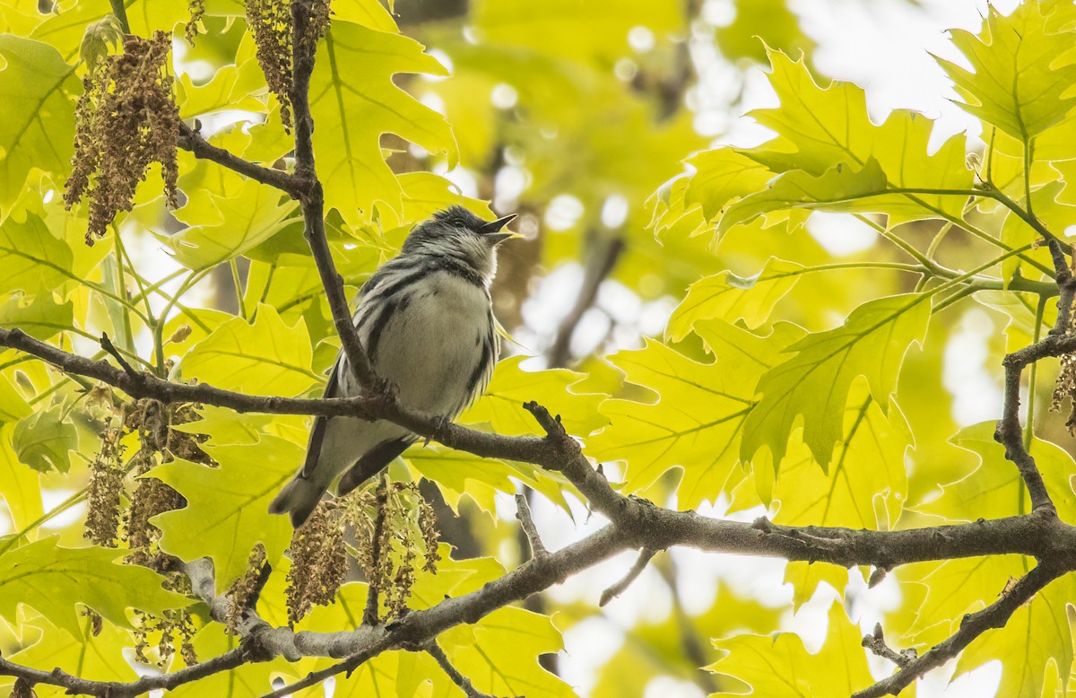 Cerulean Warbler - Kalpesh Krishna